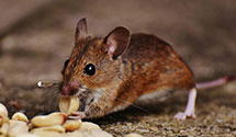 24 Hour & Emergency Exterminators in Woodville, CA